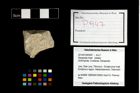 Foto (Objekt + Etikett) von Decapoda indet.  (NHMW-GEO-2014-0194-0947)